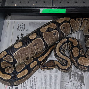 ovulacion nom 2 ,,29-5-2010.JPG