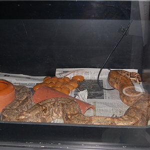 parto infertil boa 1.6.2010.JPG