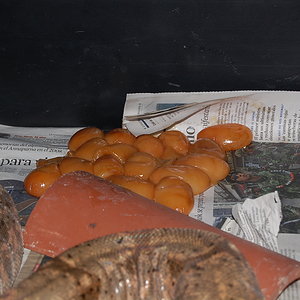 parto infertil boa 1-6-2010.JPG