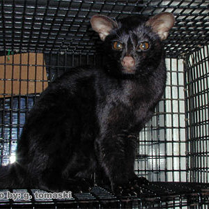 genet_melanistic.jpg