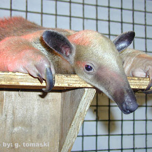 anteater_lesser.jpg