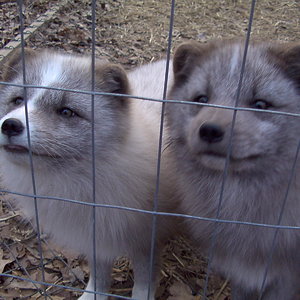 Arcticfox1.jpg
