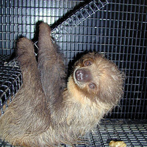 sloth_baby.jpg
