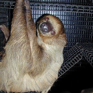 sloth1.jpg