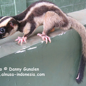 Stripe-possum-2.jpg