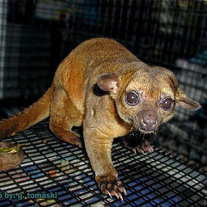 kinkajou2.jpg