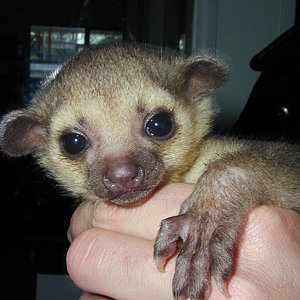 kinkajou_baby.jpg