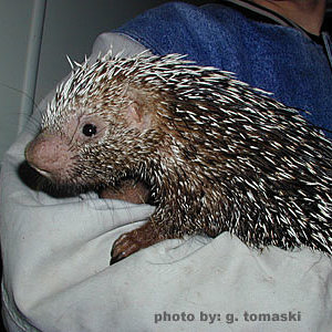 porcupine_prehensile_tailed.jpg