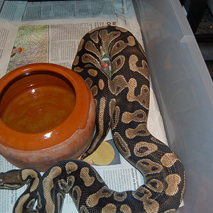 ovulacion H6--9-6-2010.JPG