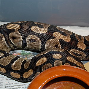 ovulacion H6- 9.6.2010.JPG