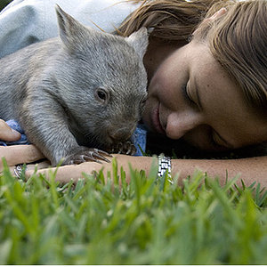 wombat2.jpg
