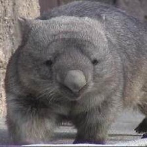 wombat-e.jpg