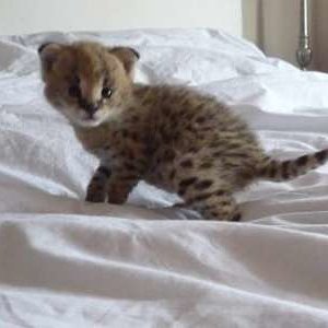 Cachorrito de seval.jpg