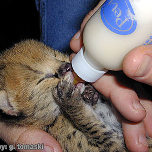 serval_baby2.jpg