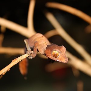 ebenaui 001reduc.JPG