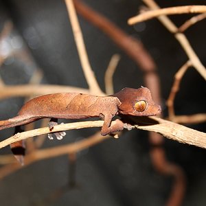 ebenaui 005reduc.JPG