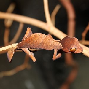 ebenaui 007reduc.JPG