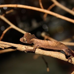 ebenaui 012reduc.JPG