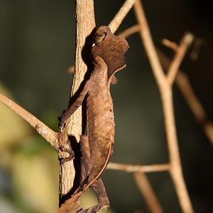 ebenaui 014reduc.JPG