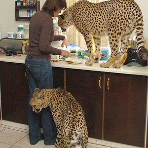 cheetah-pet.jpg