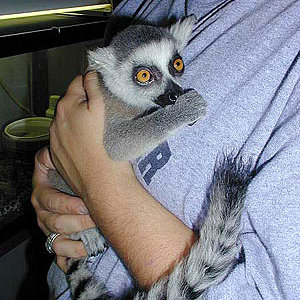 lemur_ringtail2.jpg