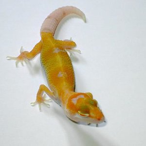 sunglow_enigma 2.JPG