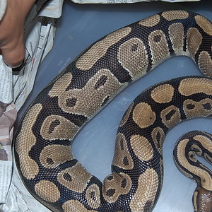 ovulacion H3 . 17.6.2010.JPG