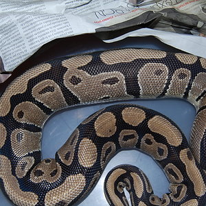 Ovulacion H3 17.6.2010.JPG