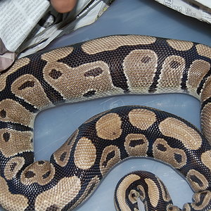 ovulacion H3 , 17-6-2010.JPG