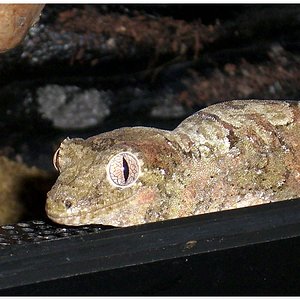 tamaño menor900 k.JPG