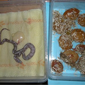 parto boa hogg island 21.6.2010 006.jpg