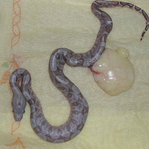 parto boa hogg island 21.6.2010 004.jpg