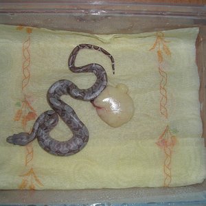 parto boa hogg island 21.6.2010 008.jpg