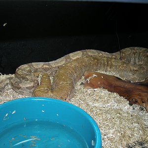 parto boa hogg island 21.6.2010 011.jpg