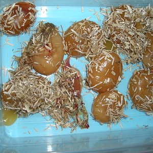 parto boa hogg island 21.6.2010 005.jpg