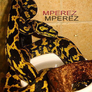 high yellow female cheynei reduc .jpg