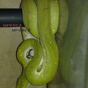 MACHO BIAK 06 ABAJO REDU.jpg