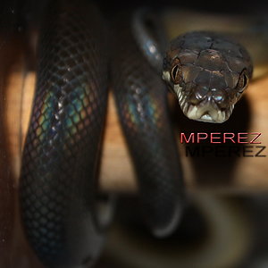 nauta  iridiscente reducidajpg.jpg