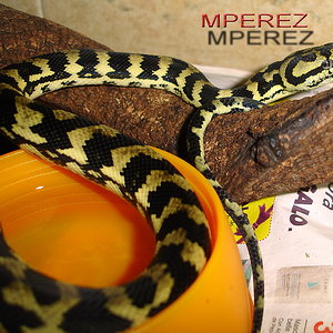 male chey, 09  reduc.jpg