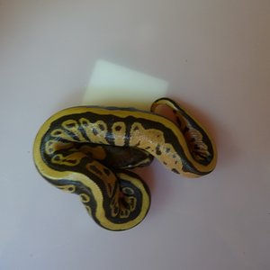 Regius fire 2010 (2).JPG