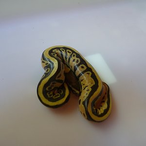 Regius fire 2010 (4).JPG