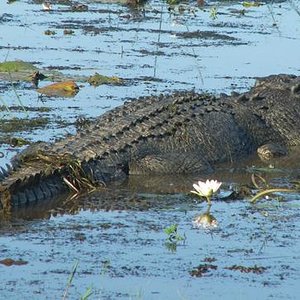 556230-news-image-croc-20100624.jpg