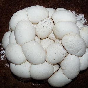 P1030296 (Small).JPG