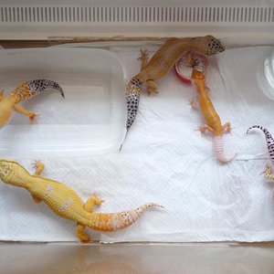 geckas2.JPG