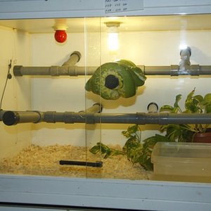 5 hembra terrario .jpg