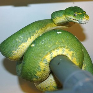 6 hembra arubiak [1024x768].JPG