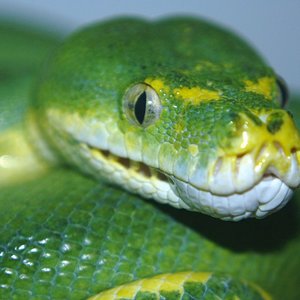 7 hembra arubiak detalle [1024x768].JPG