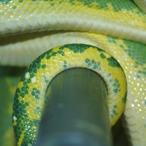 8 detalle coloracion hembra [1024x768].JPG