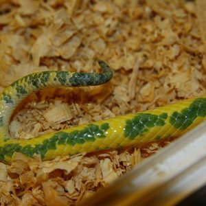 9 detalle cola de la madre [1024x768].jpg