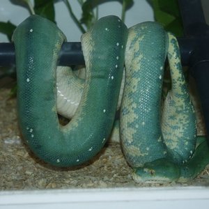 11 cambio coloracion hembra .jpg